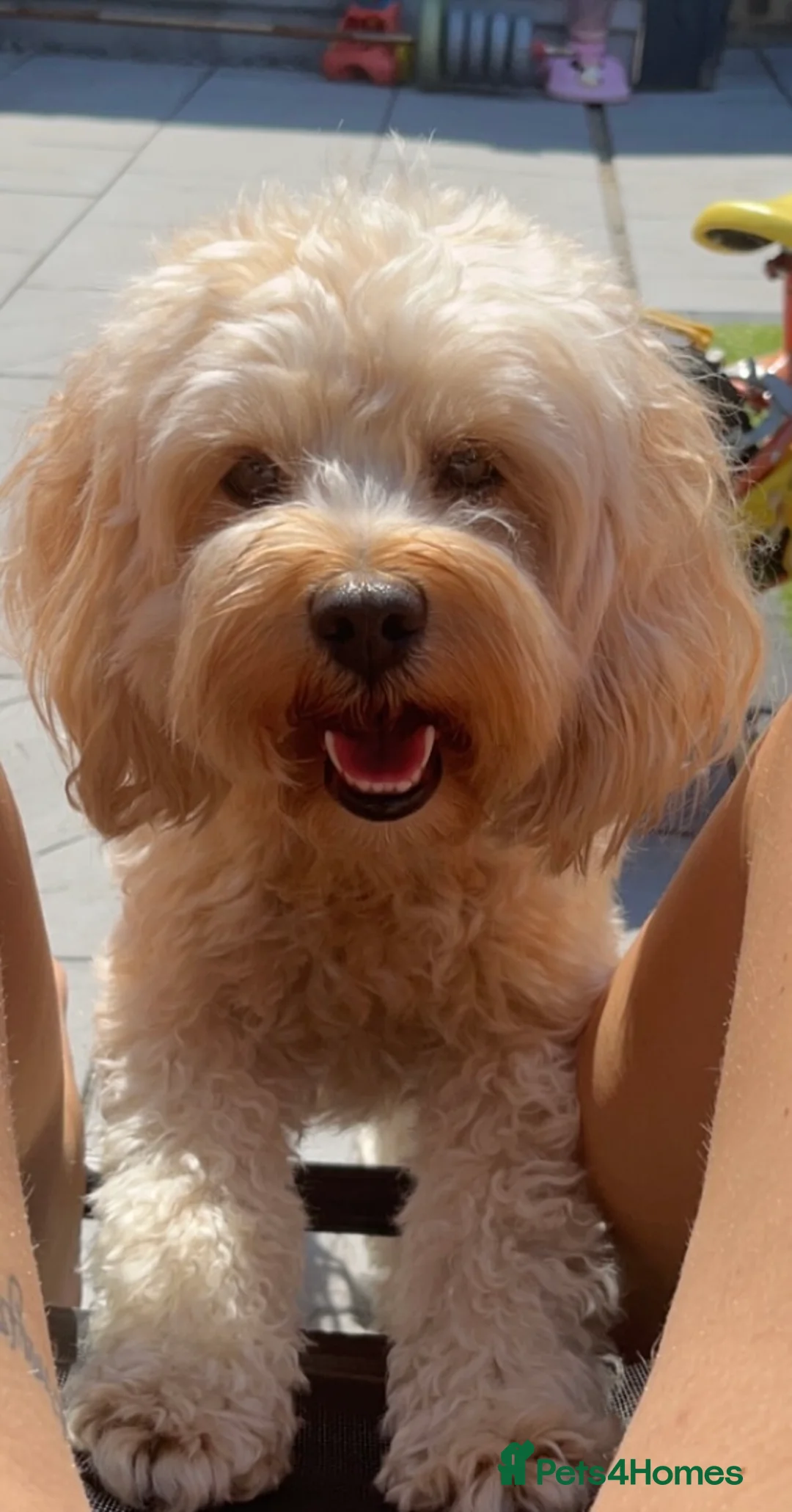 Cavapoo dogs for stud: Stunning Cavapoo for Stud (Proven) in Grays - Advert 5