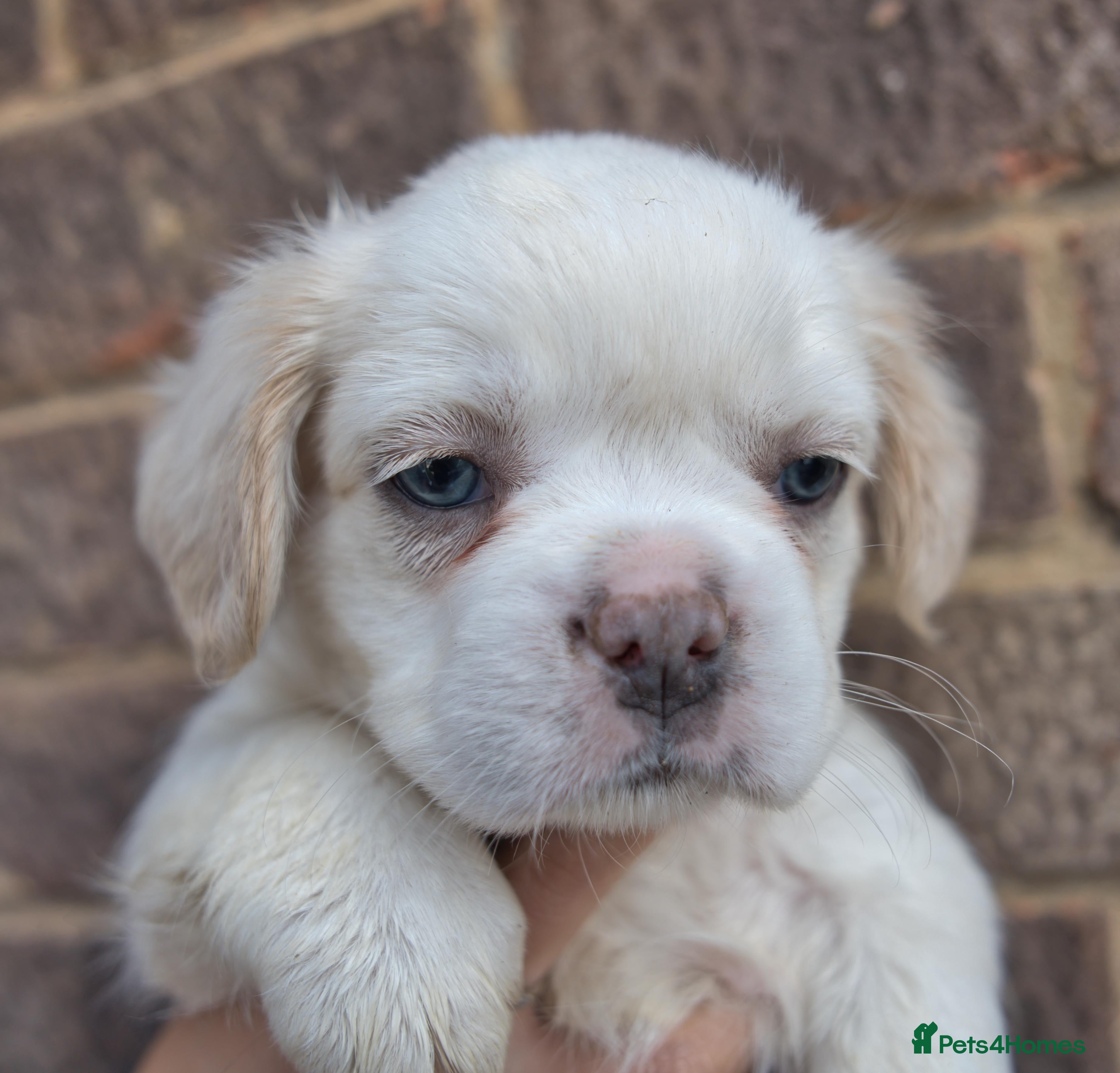 French Bulldog dogs Rare Fluffy Frenchies: KC Reg, Vet Checked. - Advert 2