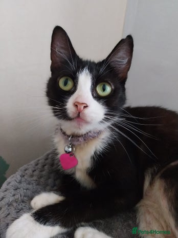 Mixed Breed cats - Advert 4