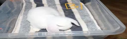 Mini Lop rabbits for sale: Stunning Mini Lops - Bucks - Advert 4