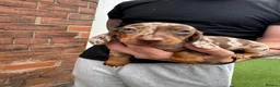 Miniature Dachshund dogs for sale: Miniature daschund puppies   in Hull - Advert 6