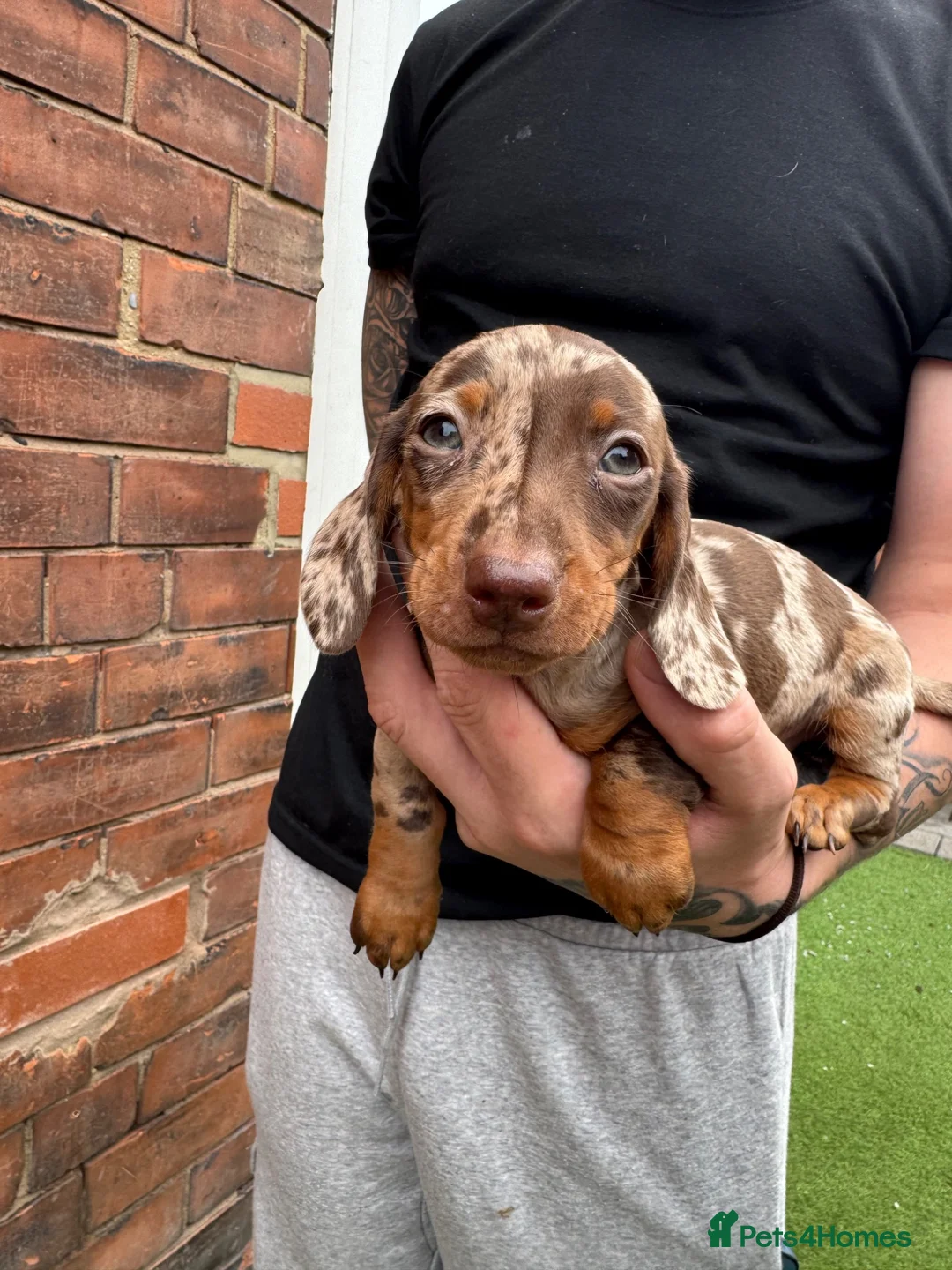 Miniature Dachshund dogs for sale: Miniature daschund puppies   in Hull - Advert 6
