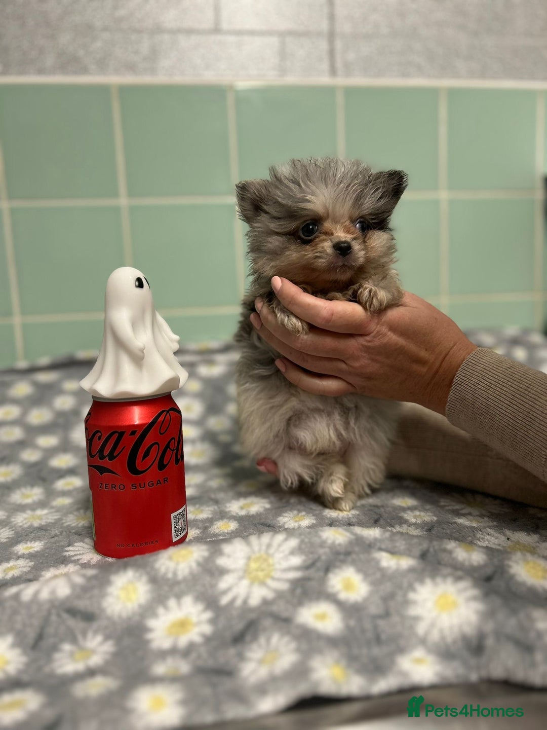 Pomeranian dogs for sale: Beautiful Pomeranian puppies  - Image 21