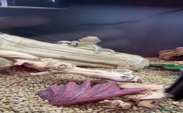 Bearded Dragon reptiles - Advert 1