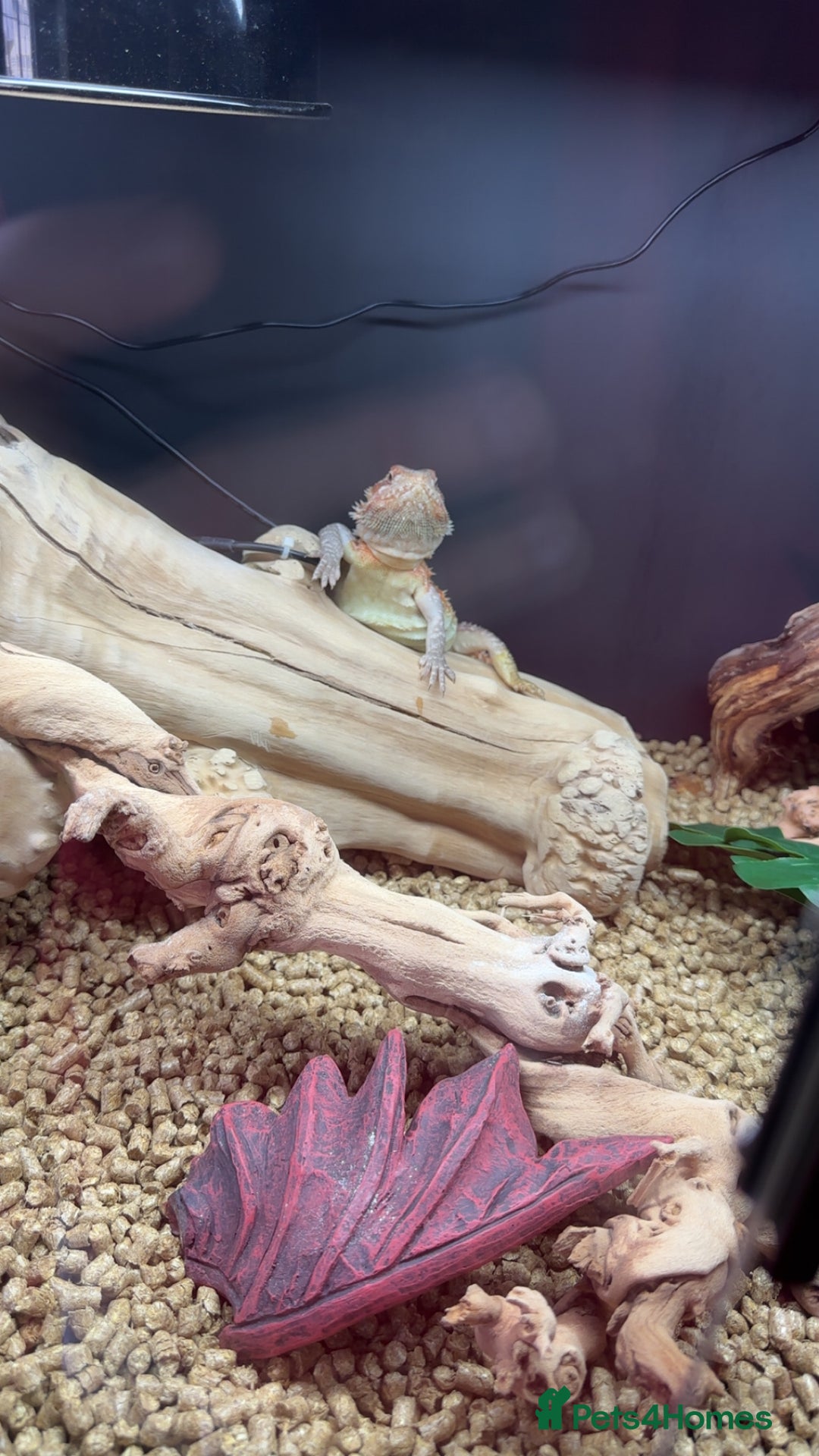 Bearded Dragon reptiles for sale: Red Bearded Dragon+Full working setup+Live food - Image 1