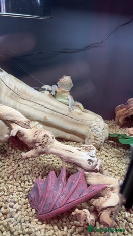 Bearded Dragon reptiles - Advert 6