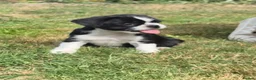Mixed Breed dogs for sale: Beautiful mixed breed babies in Coleford - Advert 3