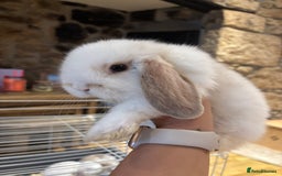 Mini Lop rabbits for sale: 🐰 Beautiful Mini Lop Bunnies 🐰 - Image 4