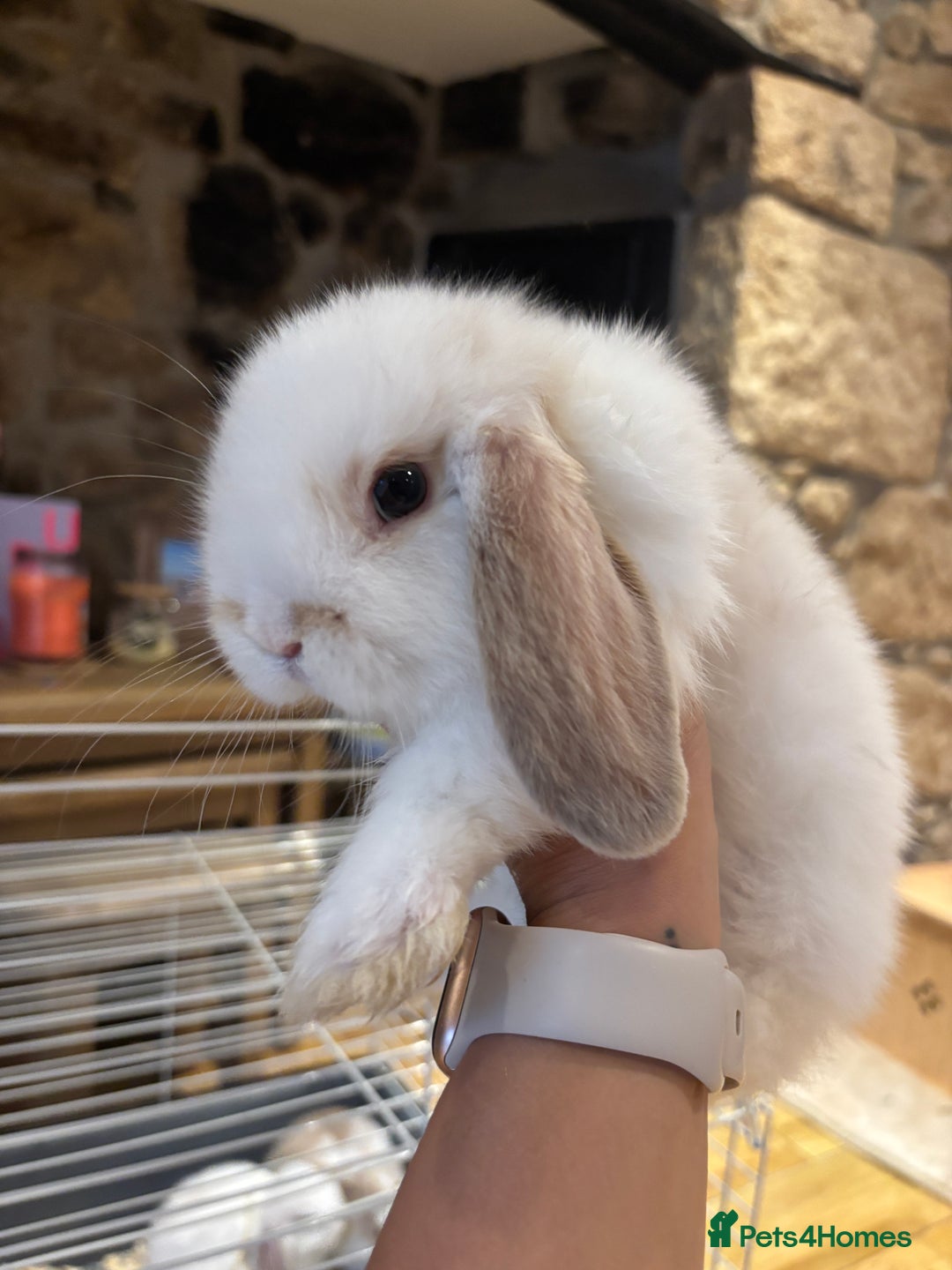 Mini Lop rabbits for sale: 🐰 Beautiful Mini Lop Bunnies 🐰 - Image 4