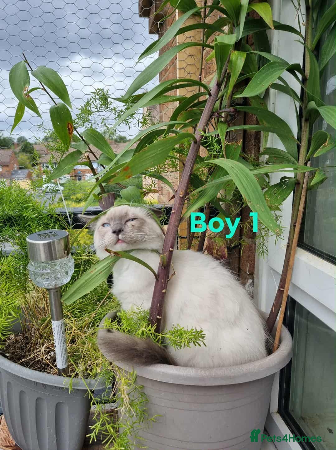 Ragdoll cats for sale: Ragdoll kittens  - Image 8