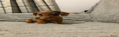 Miniature Dachshund 3
