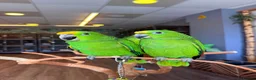 Parrots birds for sale: Gorgeous Baby Panama Amazon Parrots For Sale  - Advert 4