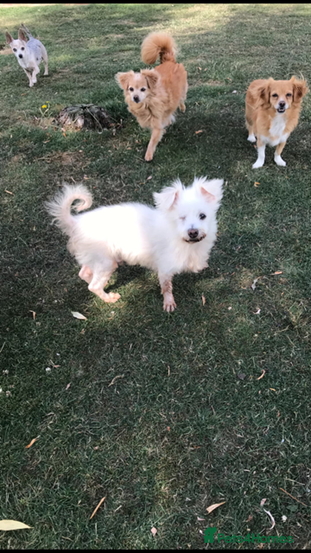 Mixed Breed dogs for adoption: Perfect companion - Image 2