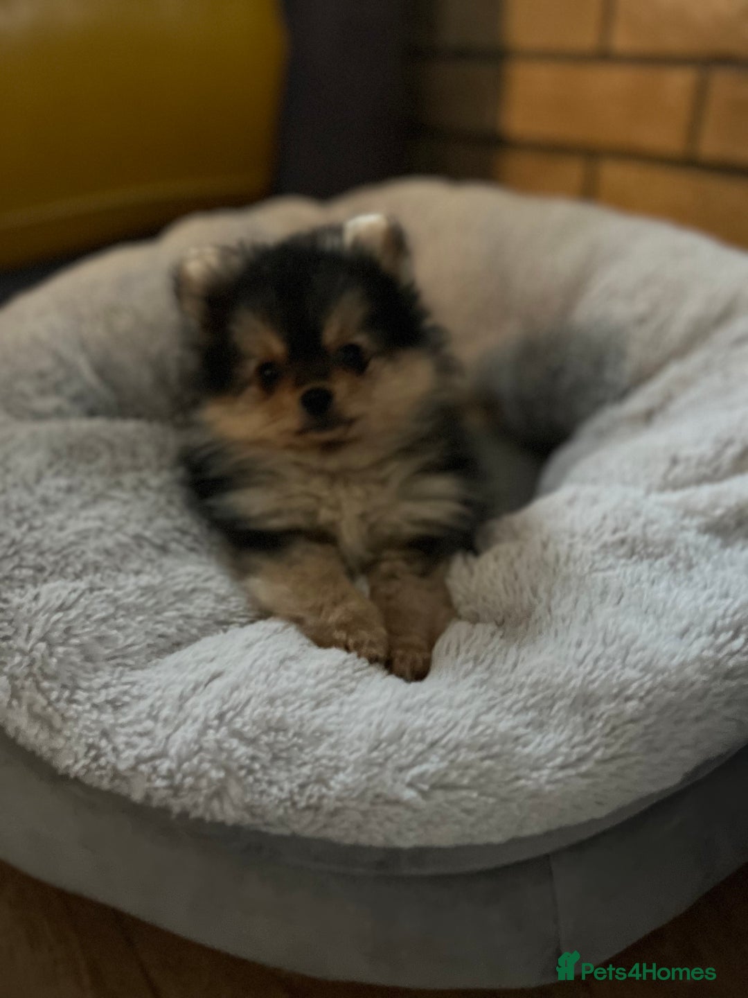 Pomeranian dogs for sale: Gorgeous miniature Pomeranian pups - Advert 13