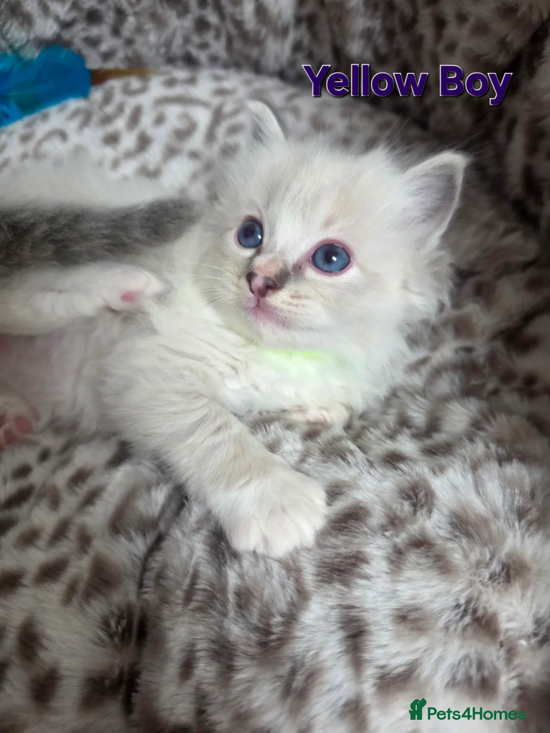 Ragdoll cats for sale: Stunning Ragdoll kittens - Advert 14
