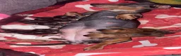 Jackshund dogs for sale: 2 girls 1 boy  - Advert 3