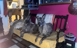 Mixed Breed dogs for sale: Lurcher Siblings - Image 6