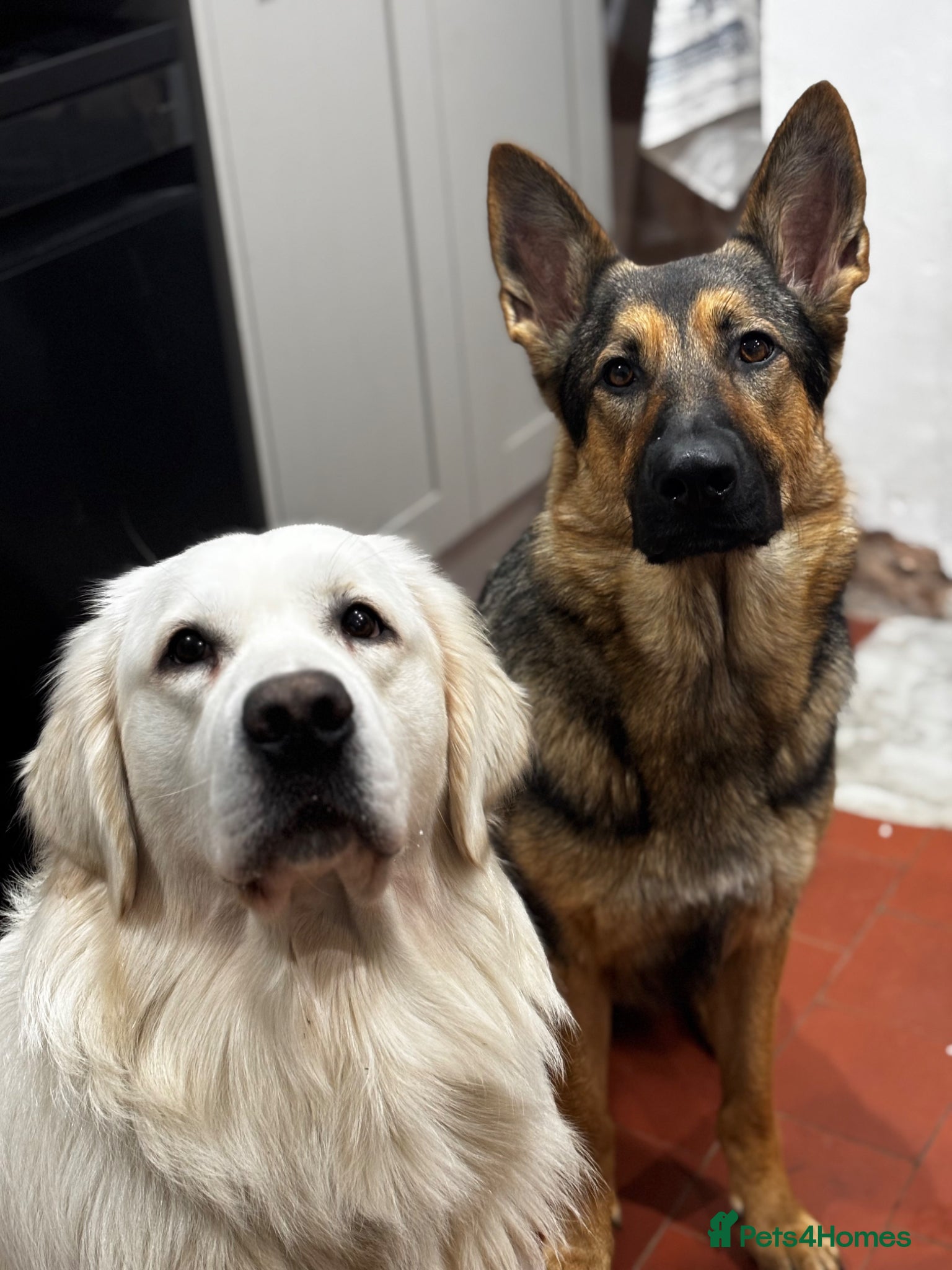 Golden Shepherd dogs Golden Shepherd Puppies | ENS & ESI, Family Raised - Advert 1
