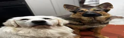 Golden Shepherd dogs for sale: Beautiful chunky Golden Shepherds in Telford - Advert 6