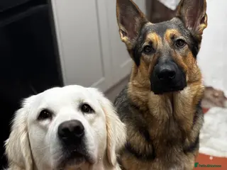 Golden Shepherd dogs Golden Shepherd Puppies | ENS & ESI, Family Raised - Advert 1