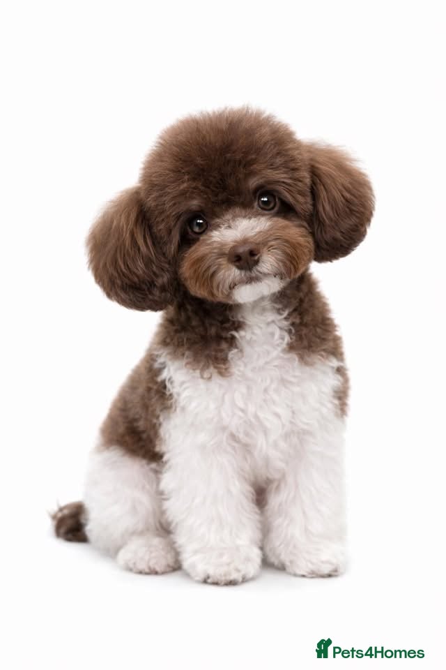 Toy Poodle dogs Chocolate Parti Asian Micro Stud 🐩 Proven - Advert 4