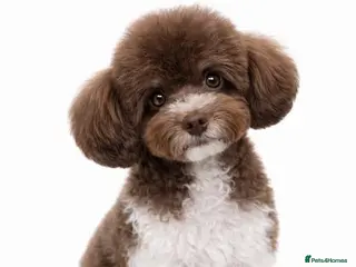 Toy Poodle dogs Chocolate Parti Asian Micro Stud 🐩 Proven - Advert 12