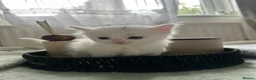 Mixed Breed cats for sale:  Beautiful Kittens Looking for a Forever Homes 🐾 - Advert 6