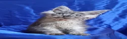 Maine Coon cats for sale: GCCF registered pedigree Maine Coon Kittens  - Advert 33