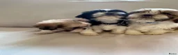 Shih Tzu dogs for sale: Shih Tzu puppies - Advert 17