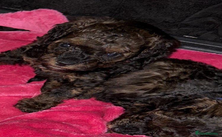 Toy Poodle dogs - Advert 9