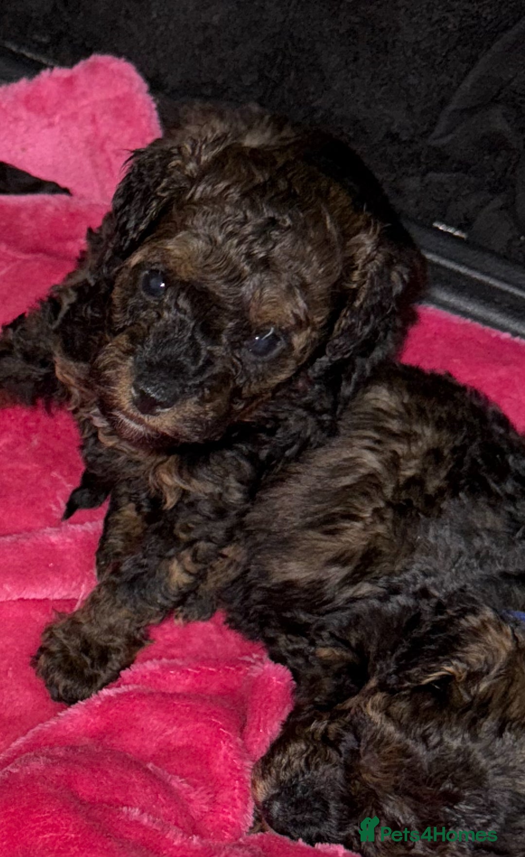 Toy Poodle dogs for sale: KC registered sable toy poodles  - Advert 7