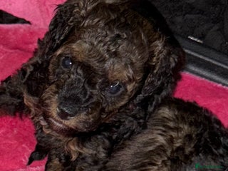 Toy Poodle dogs - Advert 2