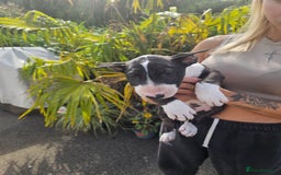 English Bull Terrier dogs for sale: English bullterrier pups for sale  - Image 24