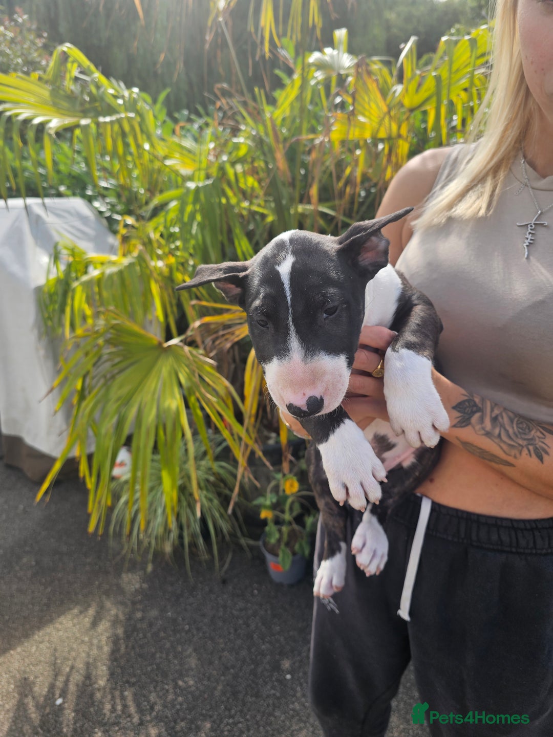 English Bull Terrier dogs for sale: English bullterrier pups for sale  - Image 24