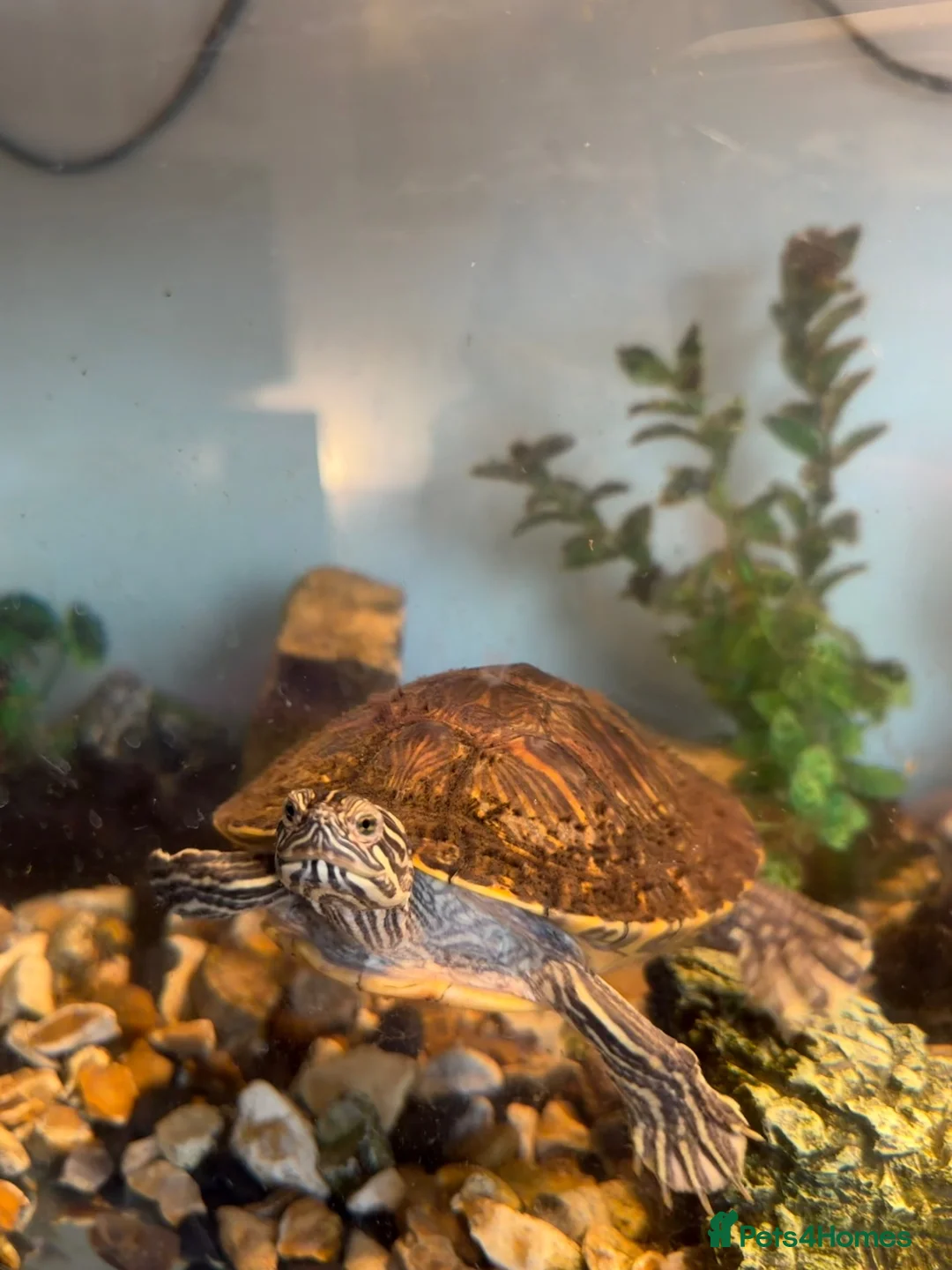 Turtle reptiles for sale: Map Turtle  in Cheltenham - Advert 1