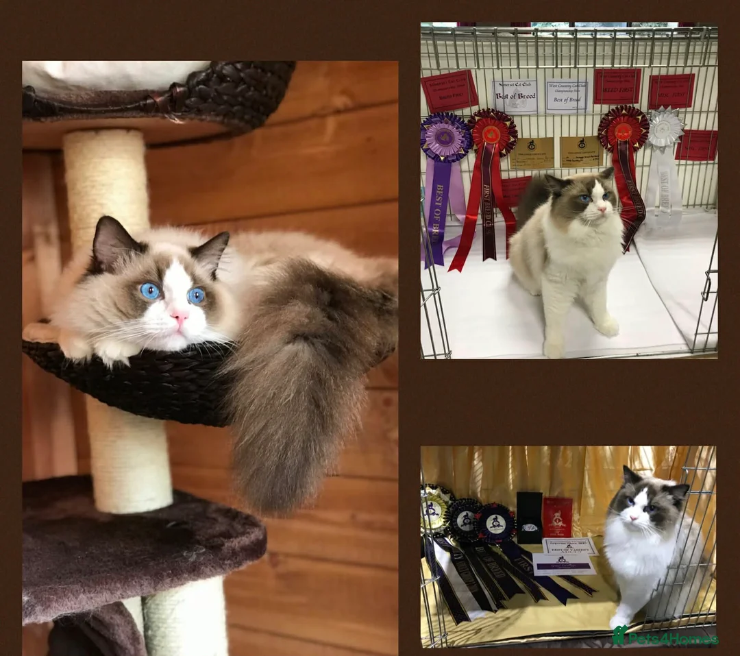 Ragdoll cats for sale: Reserved…Waiting list available - Advert 8