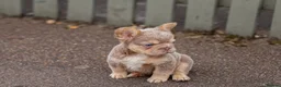 French Bulldog dogs for sale: Lovely fluffy frenchies - Advert 13