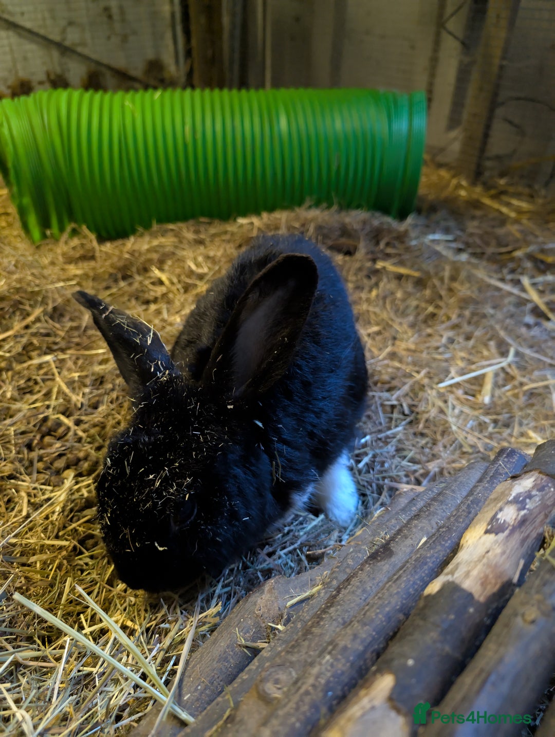 English rabbits for sale: Rabbit called Scout - Image 3