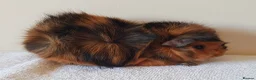Guinea Pig rodents for sale: Abbysinan Sow - Advert 2