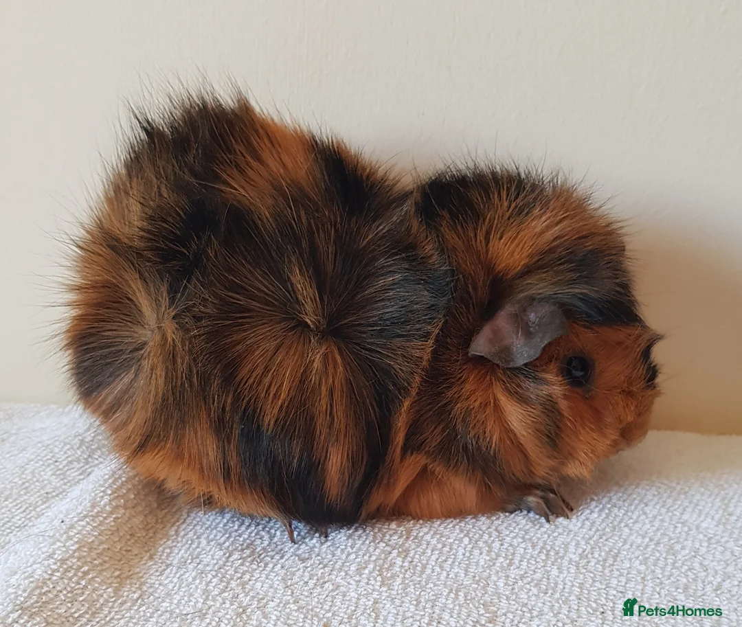 Guinea Pig rodents for sale: Abbysinan Sow - Advert 2