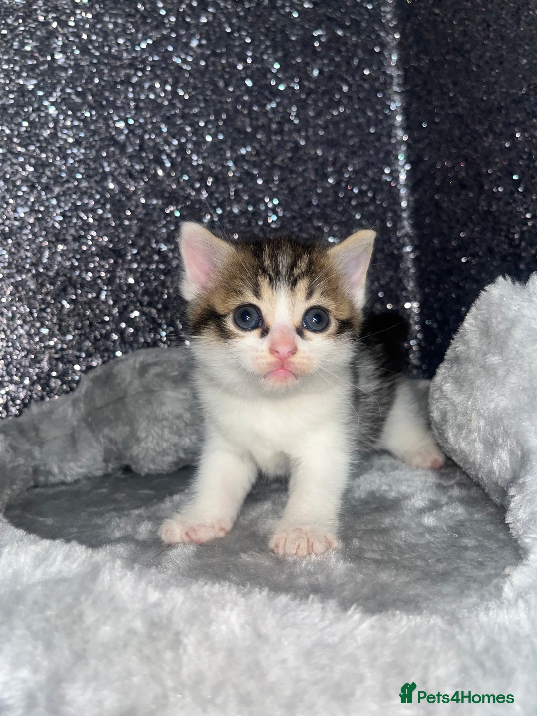 Mixed Breed cats for sale: 3 beautiful tabby kittens ♥️ - Image 5