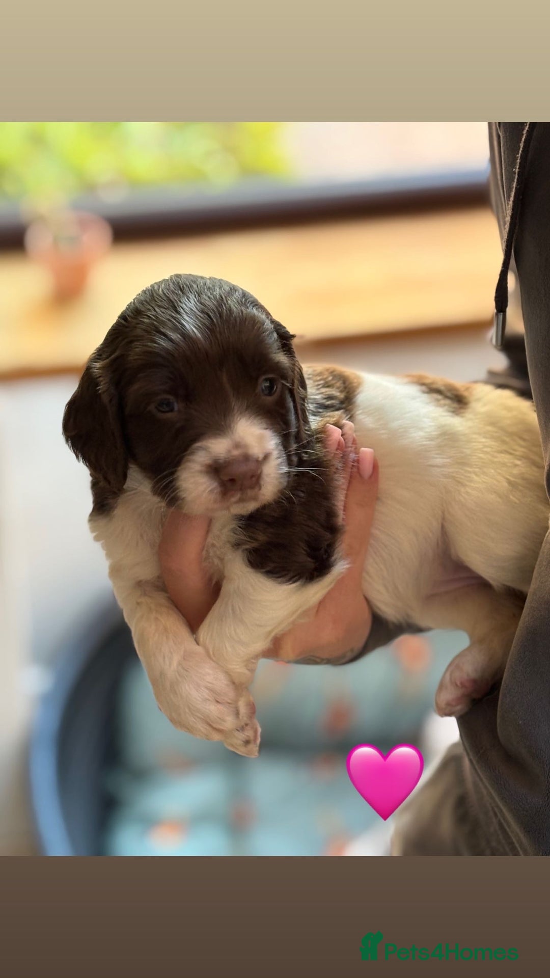 English Springer Spaniel dogs for sale: Traditional English Springer Spaniel Puppies - Image 6