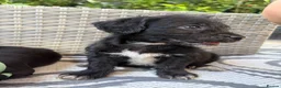 Mixed Breed dogs for sale: Cavajack puppy’s  - Advert 15