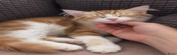 Siberian cats for sale: Gorgeous Siberian kitten waiting for you🌞. - Advert 2