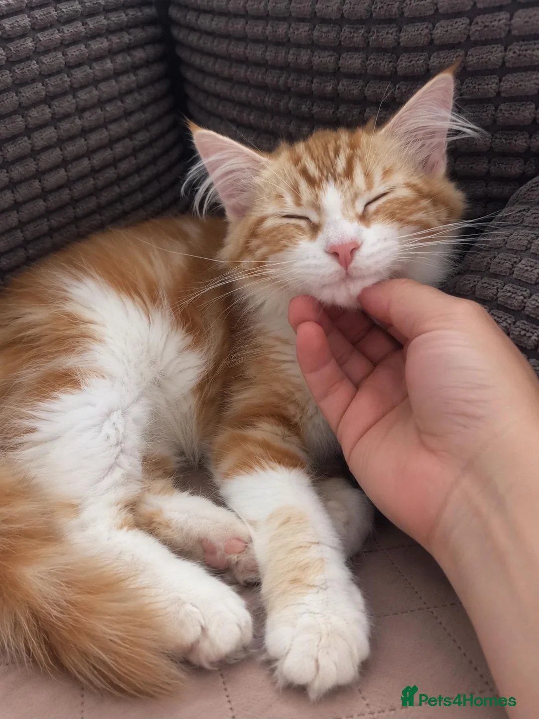 Siberian cats for sale: Gorgeous Siberian kitten waiting for you🌞. - Advert 2
