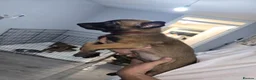 Belgian Shepherd Dog dogs for sale: Pups  - Advert 9