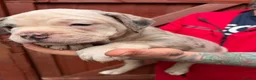 American Bully dogs for sale: Stunning Pocket Bully Puppies in Shrewsbury - Advert 5