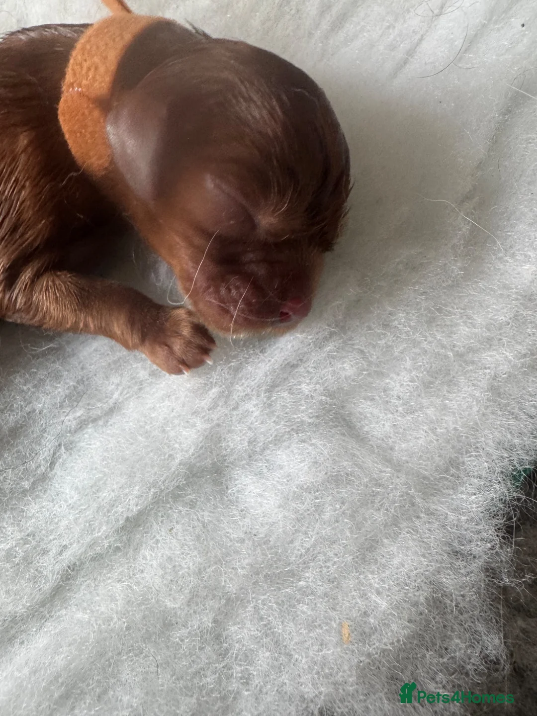Cavalier King Charles Spaniel dogs for sale: Beautiful Cavalier King Charles Spaniel Puppies 🐶 - Advert 2