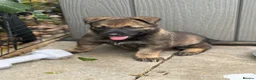 German Shepherd dogs for sale: German shepherd puppies rare all black in Slough - Advert 3