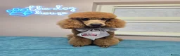 Miniature Poodle dogs for sale: Gorgeous Red Miniature Poodle Boy - 14 Months Old  in Bracknell - Advert 3